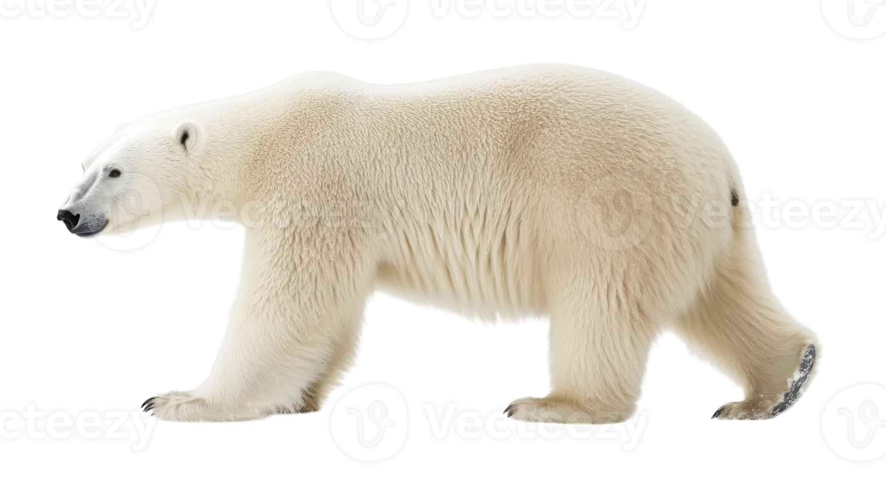 A Majestic White Polar Bear Thriving in Its Snowy Habitat, Perfect for Environmental Conservation Themes and Wildlife Education. png