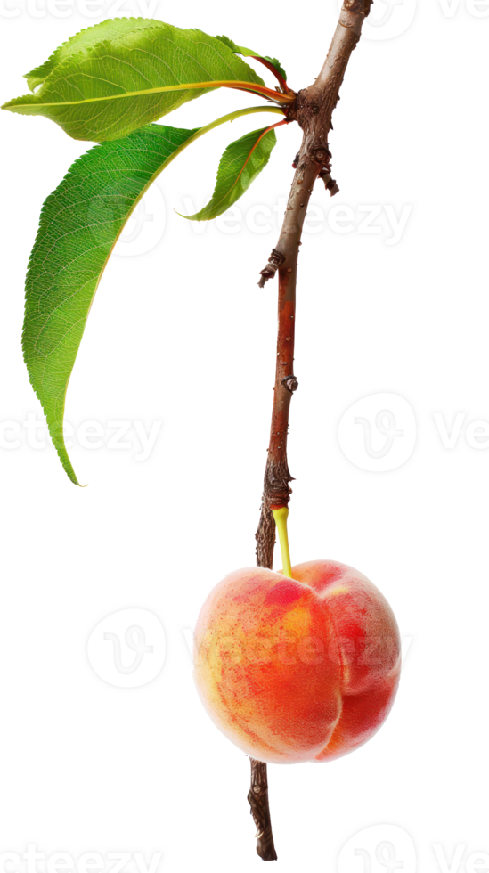 Peach on branch isolate on transparency background png