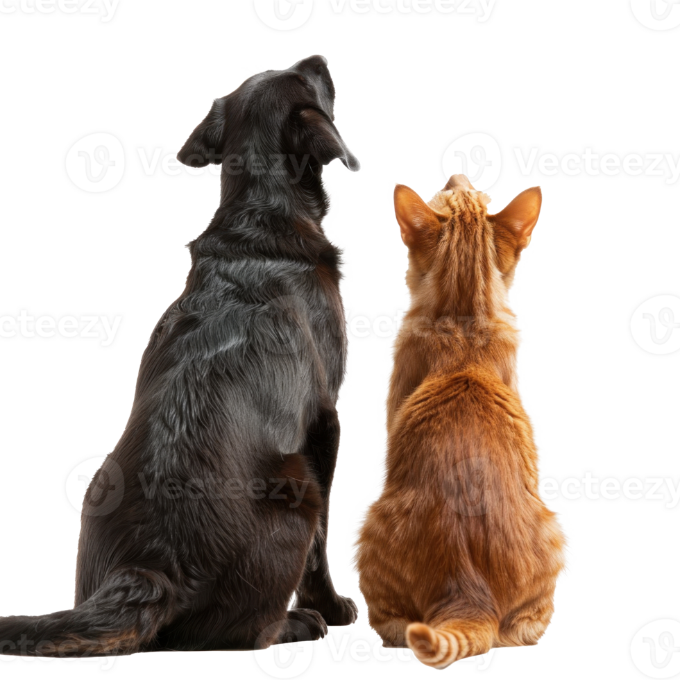 Back view of Dog and cat looking up the same direction, full body isolate on transparency background png
