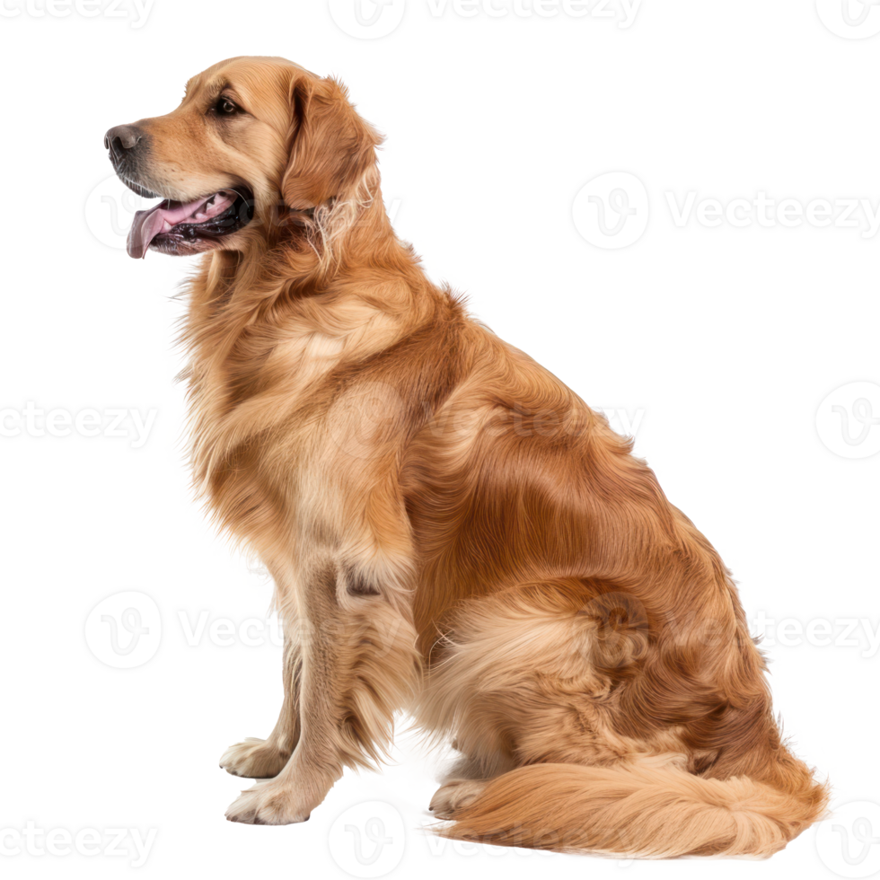Golden Retrievers side view full body isolate on transparency background png