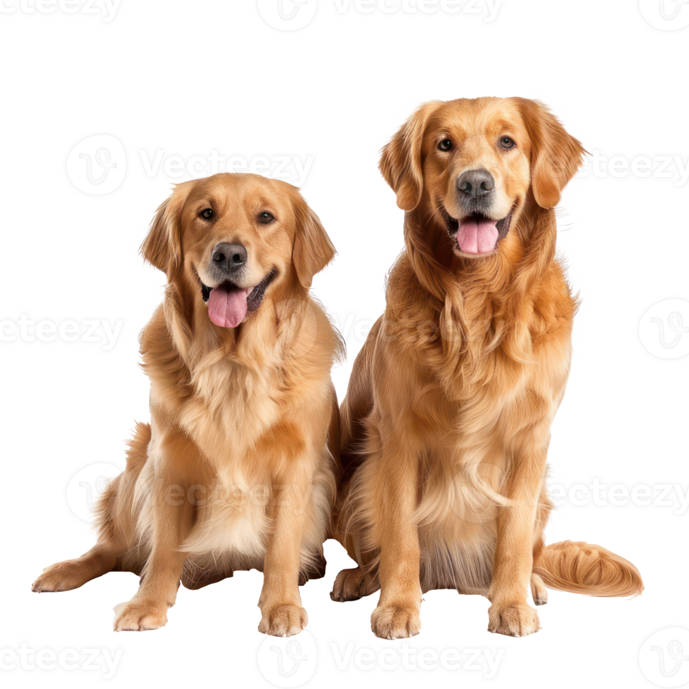 Golden Retrievers full body isolate on transparency background png