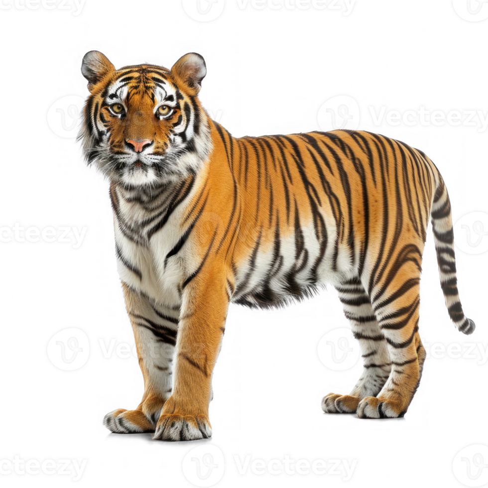 Royal tiger stand front view isolate on transparency background png