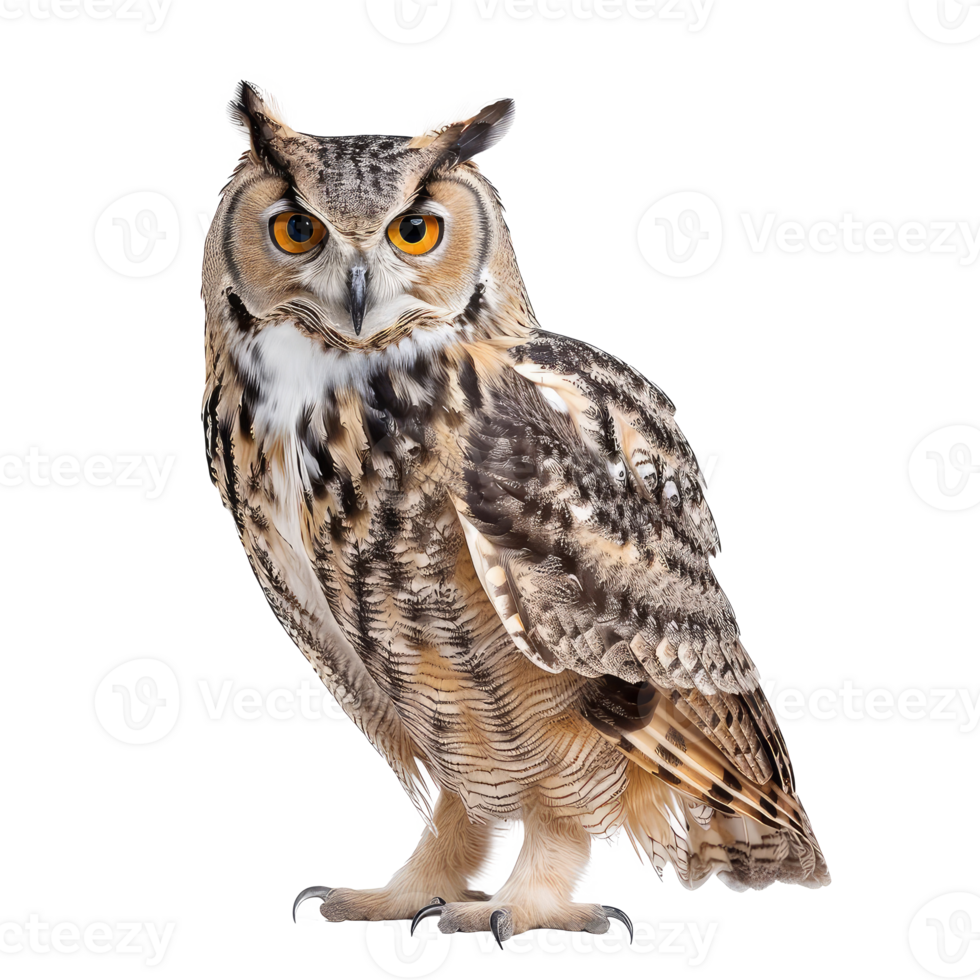 owl on transparent background png