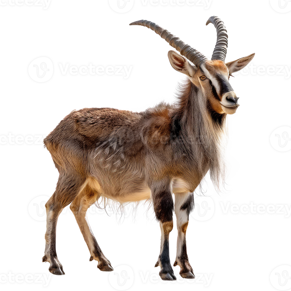 a goat with long horns standing on a transparency background png