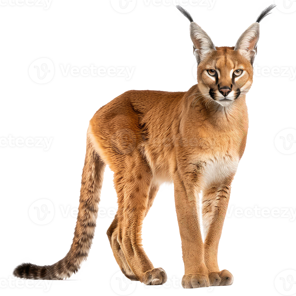 a caracal is standing on a transparency background png