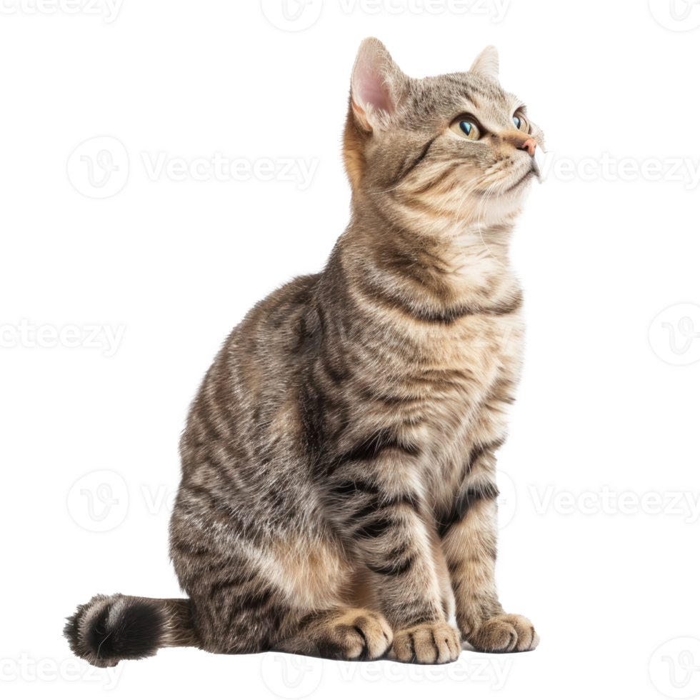 cat full body isolate on white background png