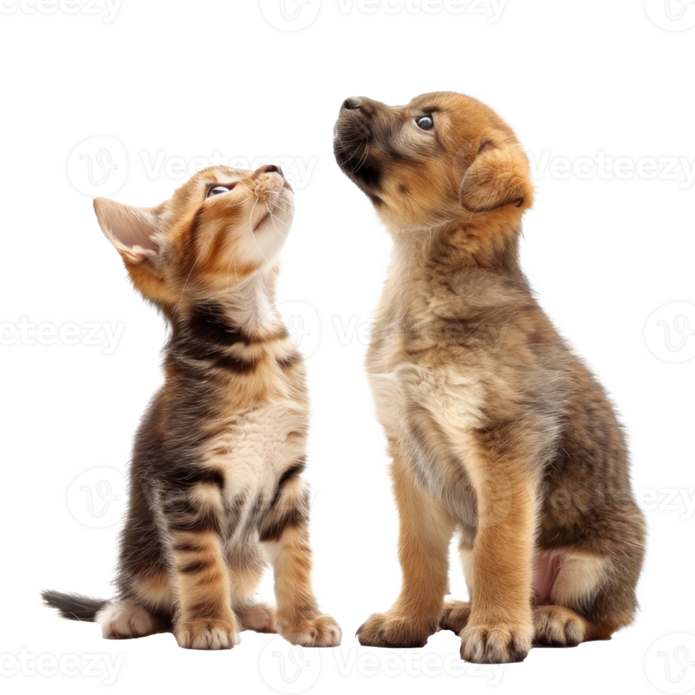 Curious Kitten and Puppy standing looking up same direction isolate on transparency background, png