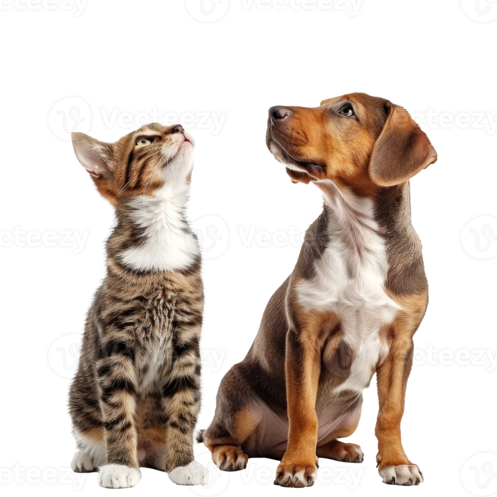 Curious dog and cat standing looking up same direction isolate on transparency background png