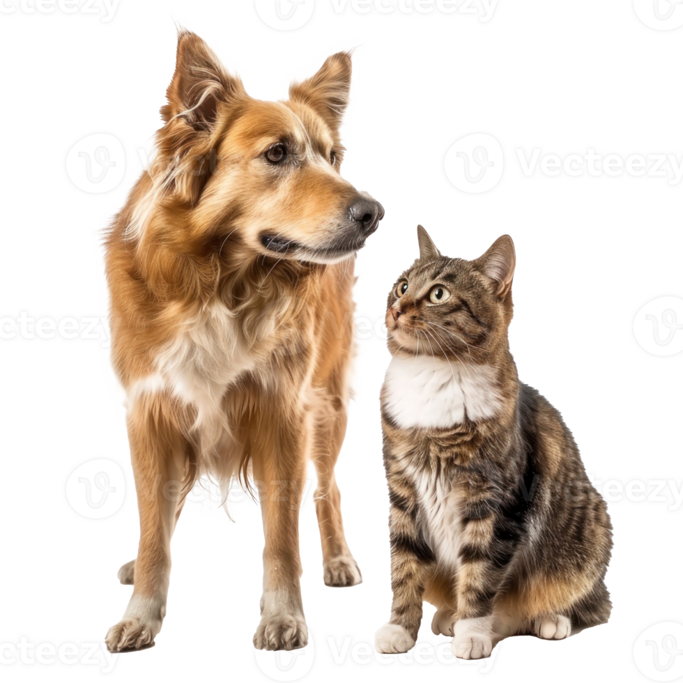 Dog and cat standing together full body isolate on transparency background png