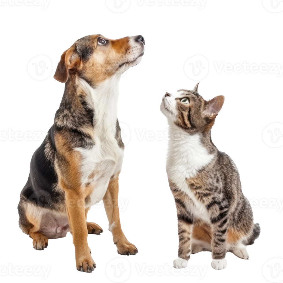 Curious dog and cat standing looking up same direction isolate on white background, png