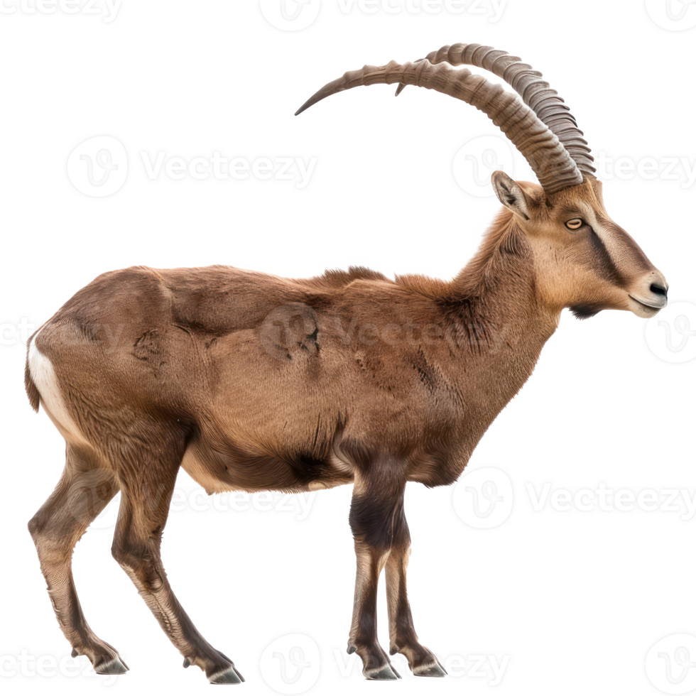 a brown goat with long horns on a transparency background png