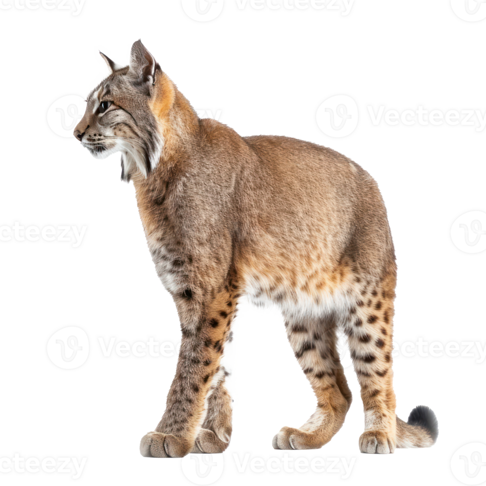 a lynx is standing on a transparency background png