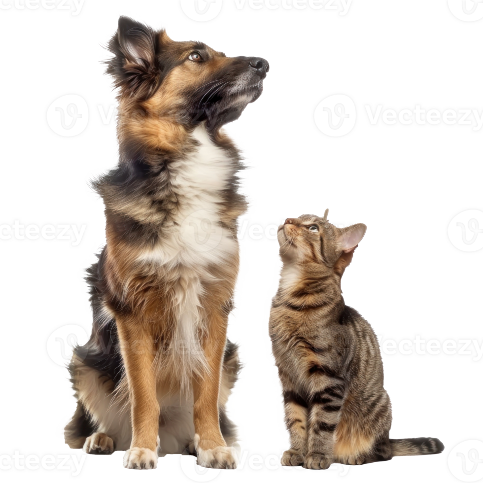Attentive Dog and Cat Looking Up in Same Direction, standing full body isolate on transparency background png