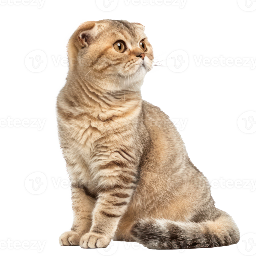 Scottish Folds cat side view full body isolate on transparency background, png
