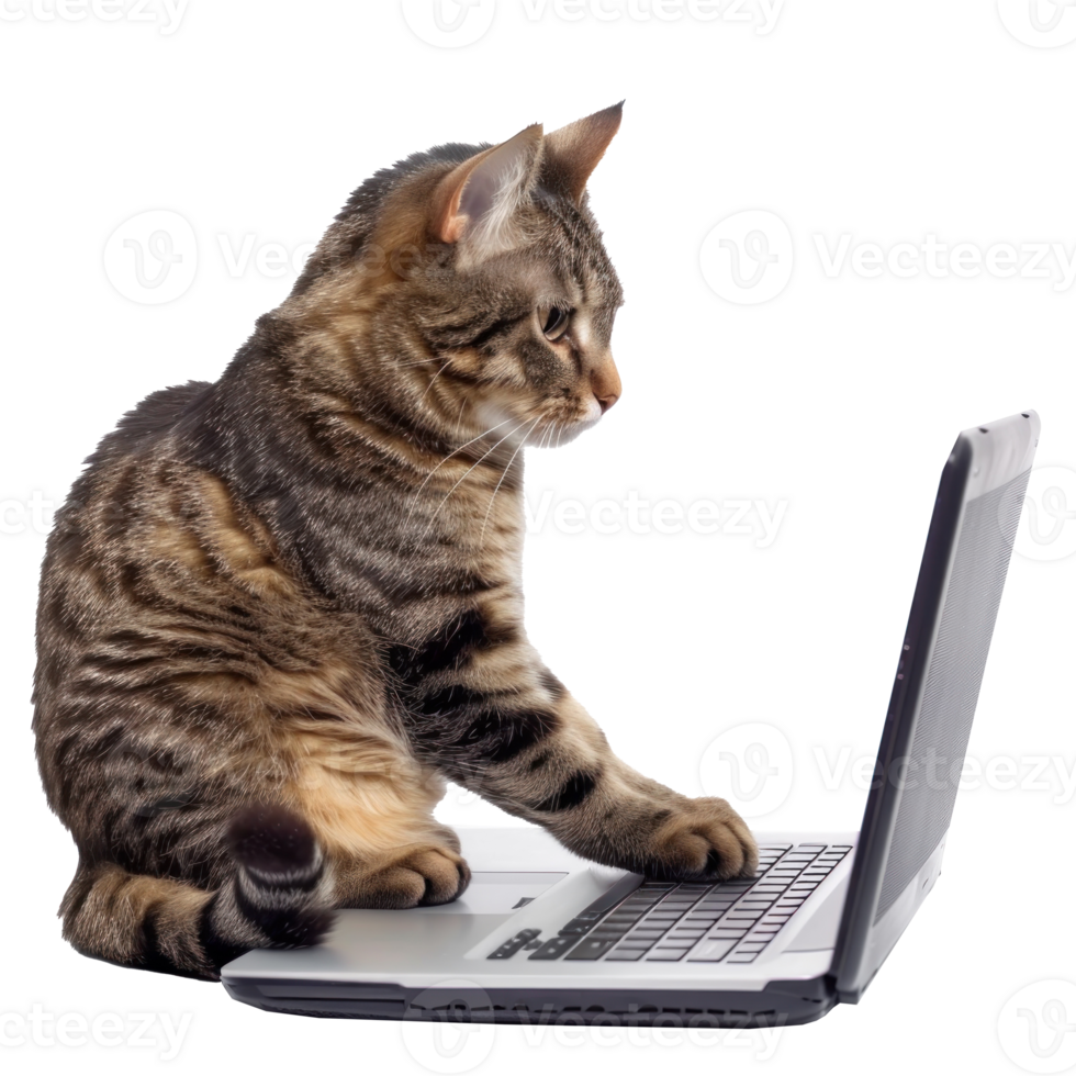 cat using laptop isolate on transparency background, png