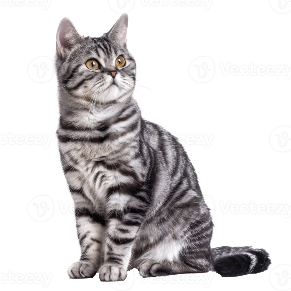 American Shorthairs cat pet front view full body isolate on transparency background png