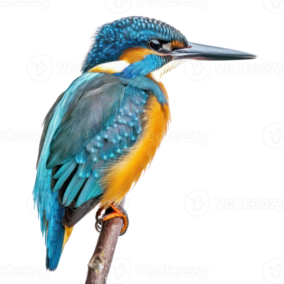 Kingfisher side view full body isolate on transparency background png