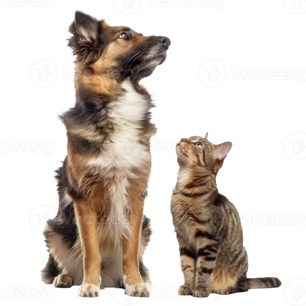 Attentive Dog and Cat Looking Up in Same Direction, standing full body isolate on transparency background png
