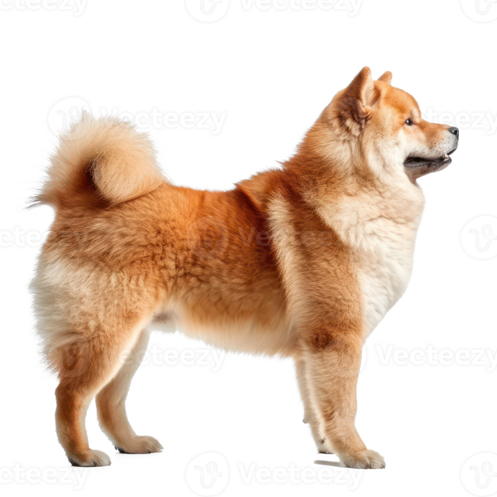 shiba inu dog standing on transparency background png