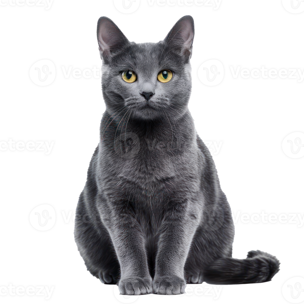 Russian Blues cat front view full body isolate on transparency background, png
