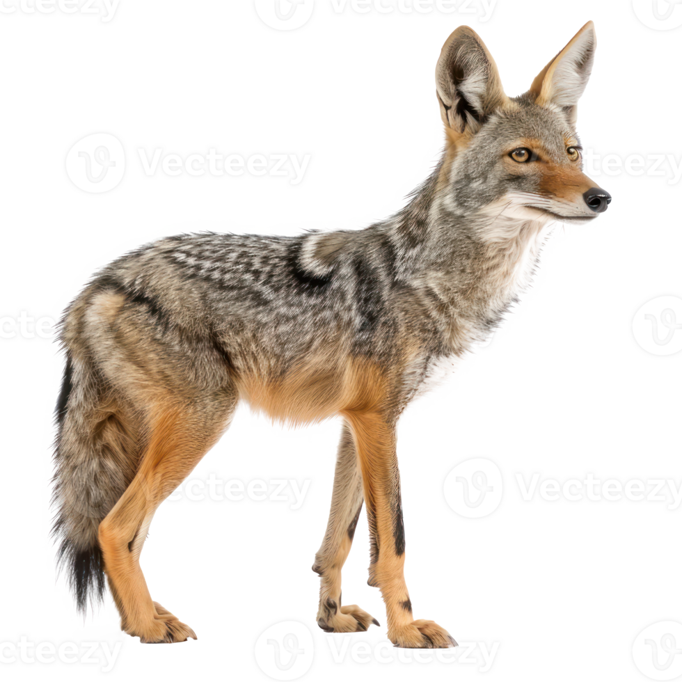 a coyote standing on a transparency background png