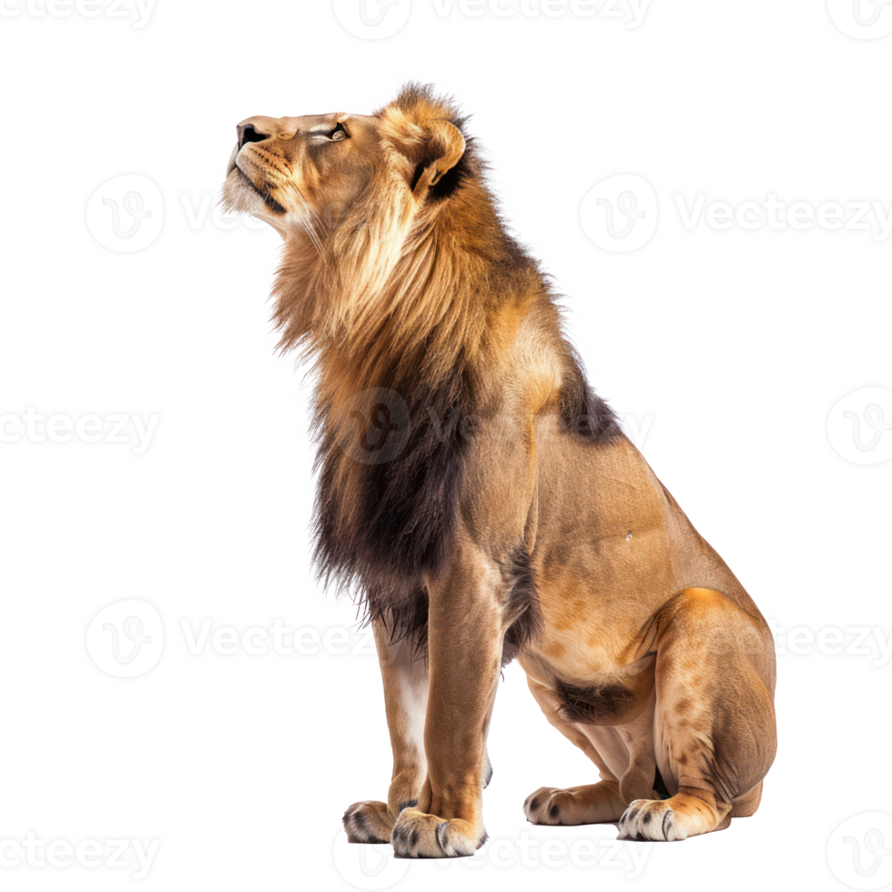 lion sitting on the ground, looking up png