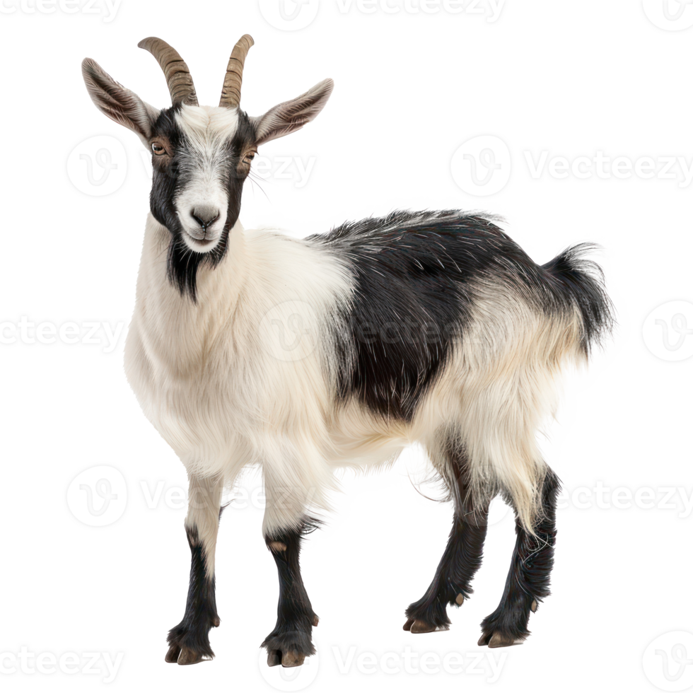 a goat standing on a transparency background png