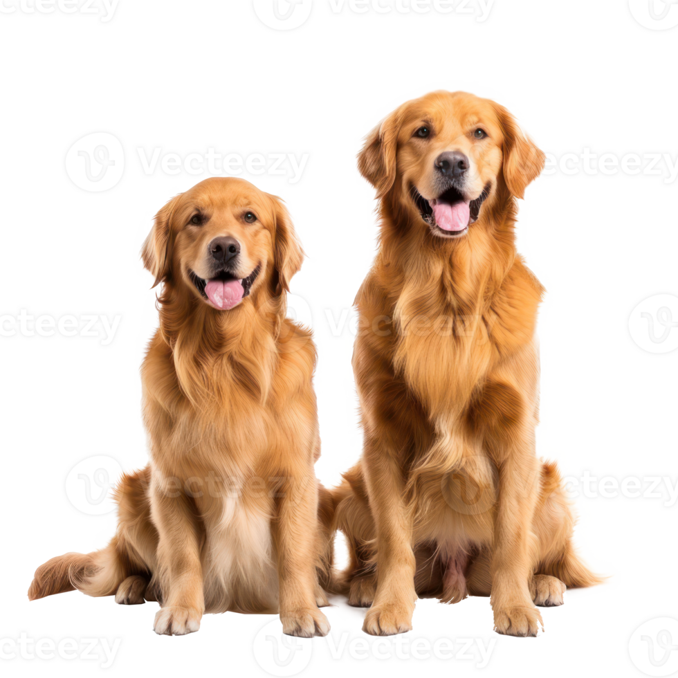 Golden Retrievers front view full body isolate on white background 53648397 PNG