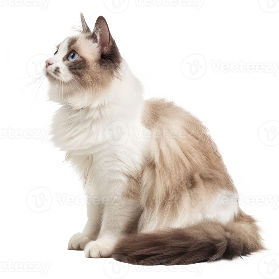 Ragdolls pet side view full body isolate on white background png