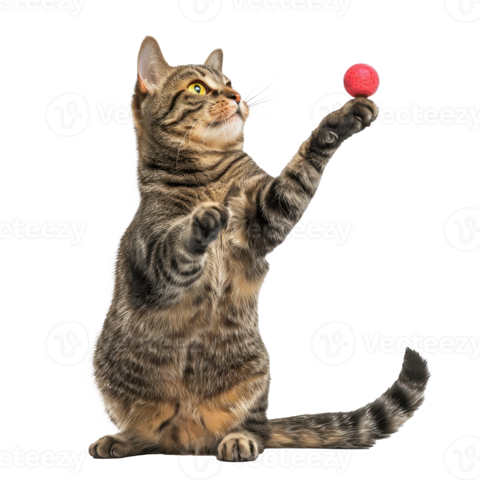 Cat playing with his toy, full body isolate on white background png