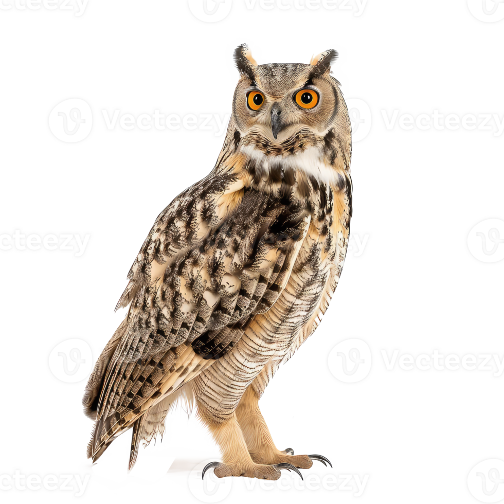 an owl is standing isolate on a transparent background png