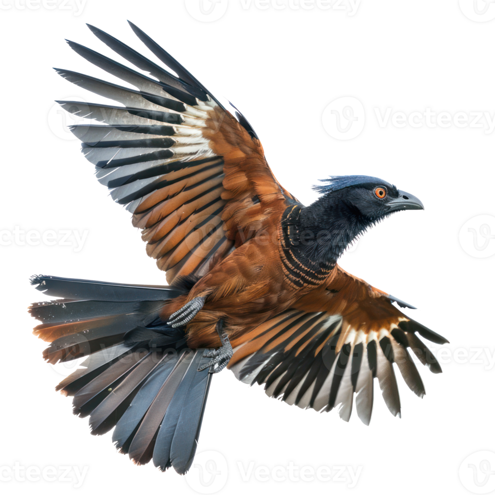 Greater coucal bird fly full body isolate on white background png