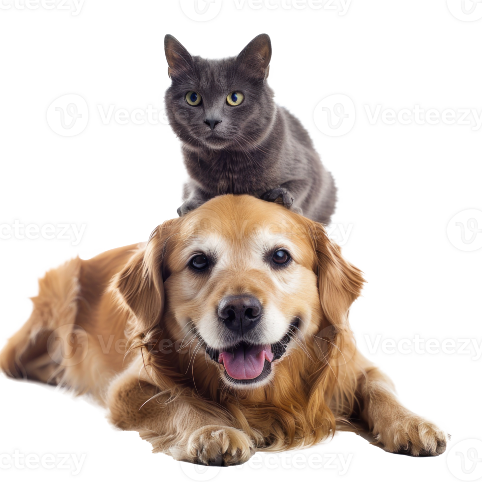 Smiling Small cat sitting on the dog, full body isolate on white background png
