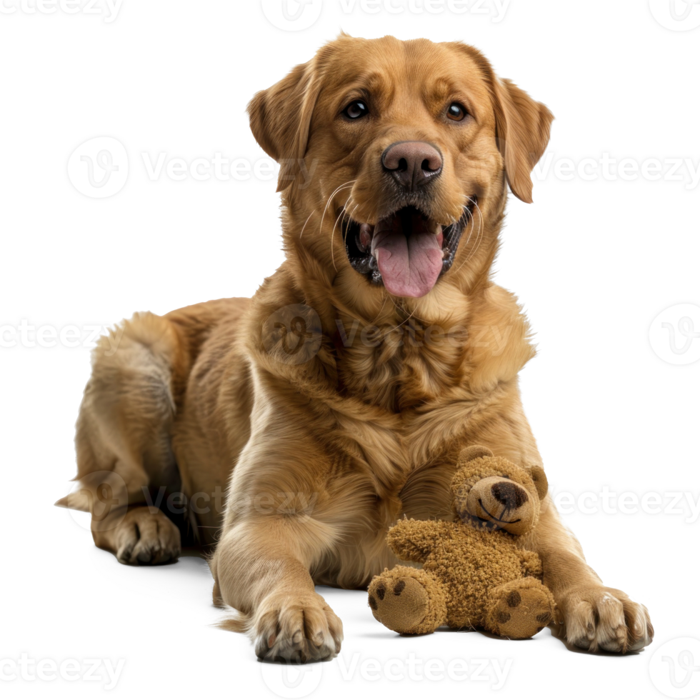 Dog playing with his toy, full body isolate on white background png