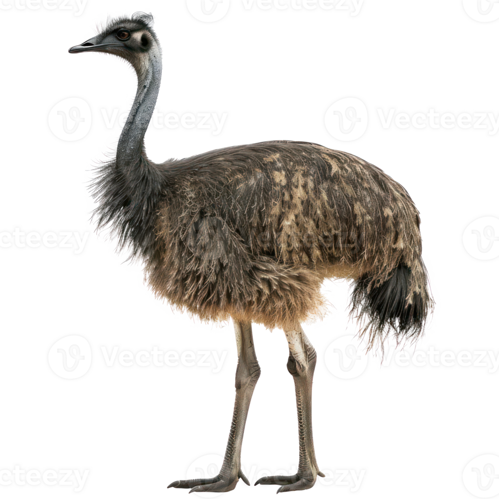 Emu full body isolate on white background png