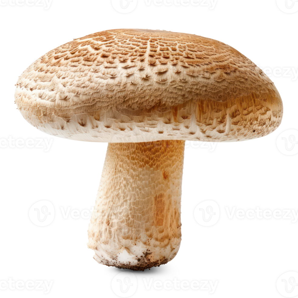 a mushroom is shown on a transparent background png
