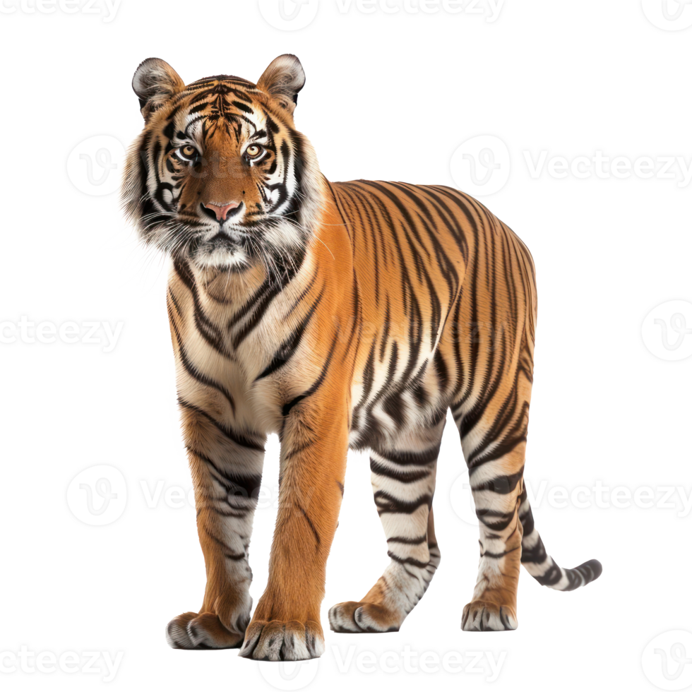 a tiger standing on a transparent background png