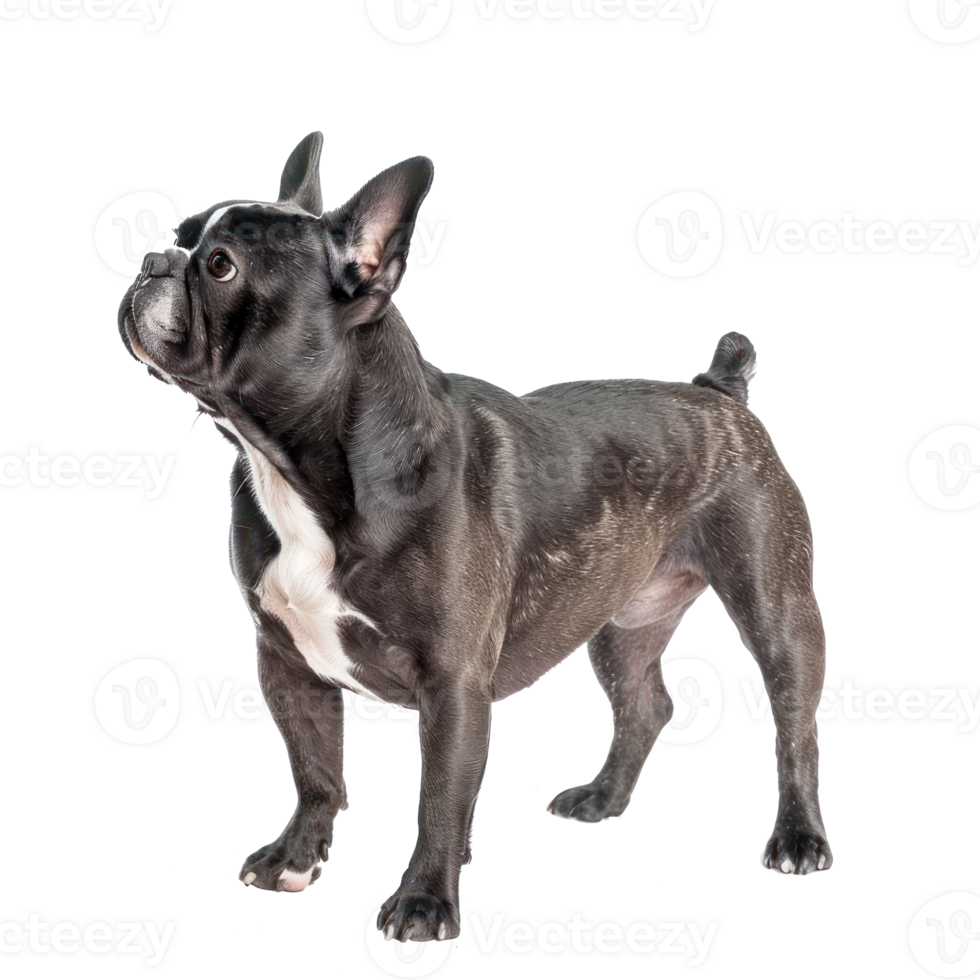 French Bulldogs side view full body isolate on white background, png