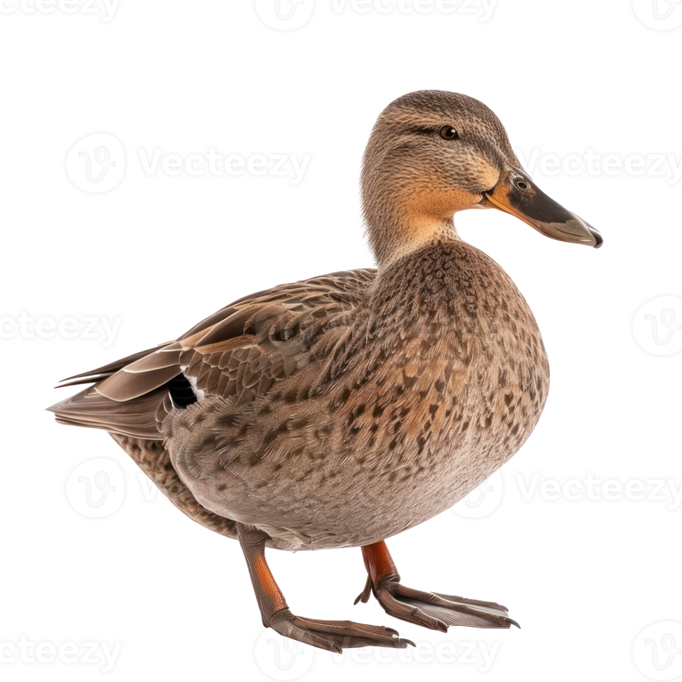 a duck standing on a transparent background png