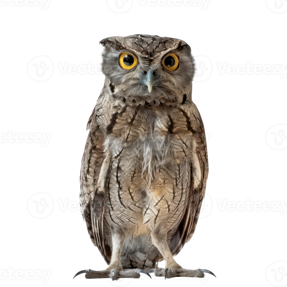 Potoo bird front view full body isolate on white background, png