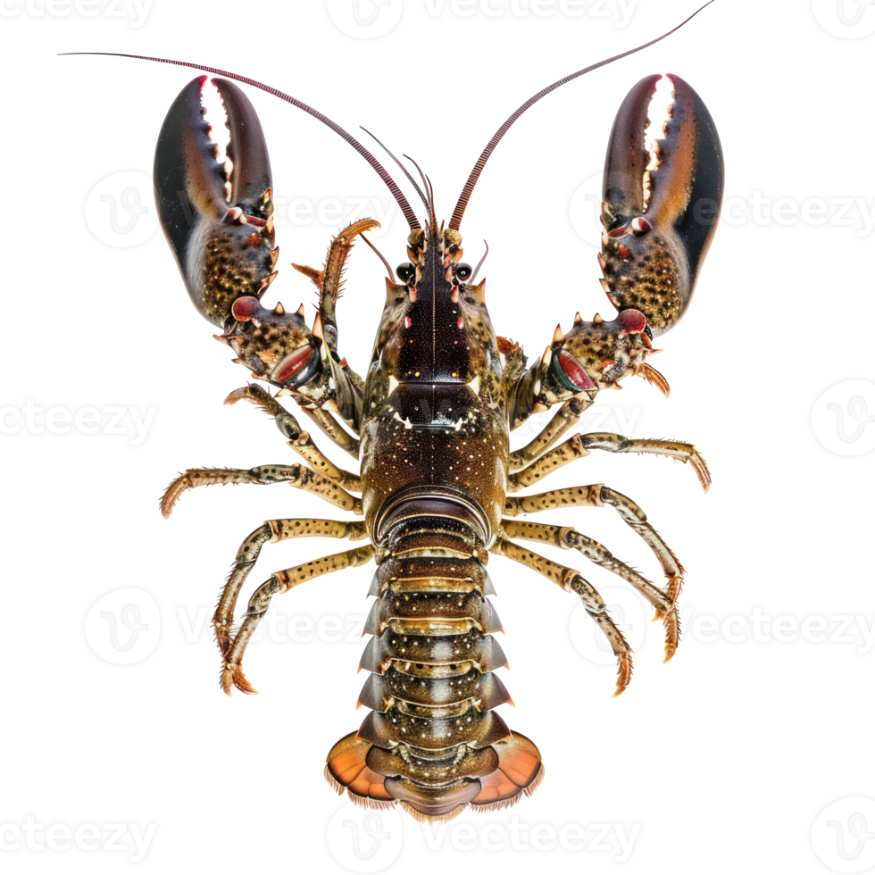 lobster isolate on white background png