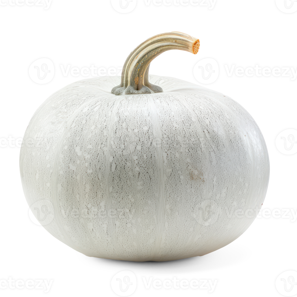 a white pumpkin on a transparent background png