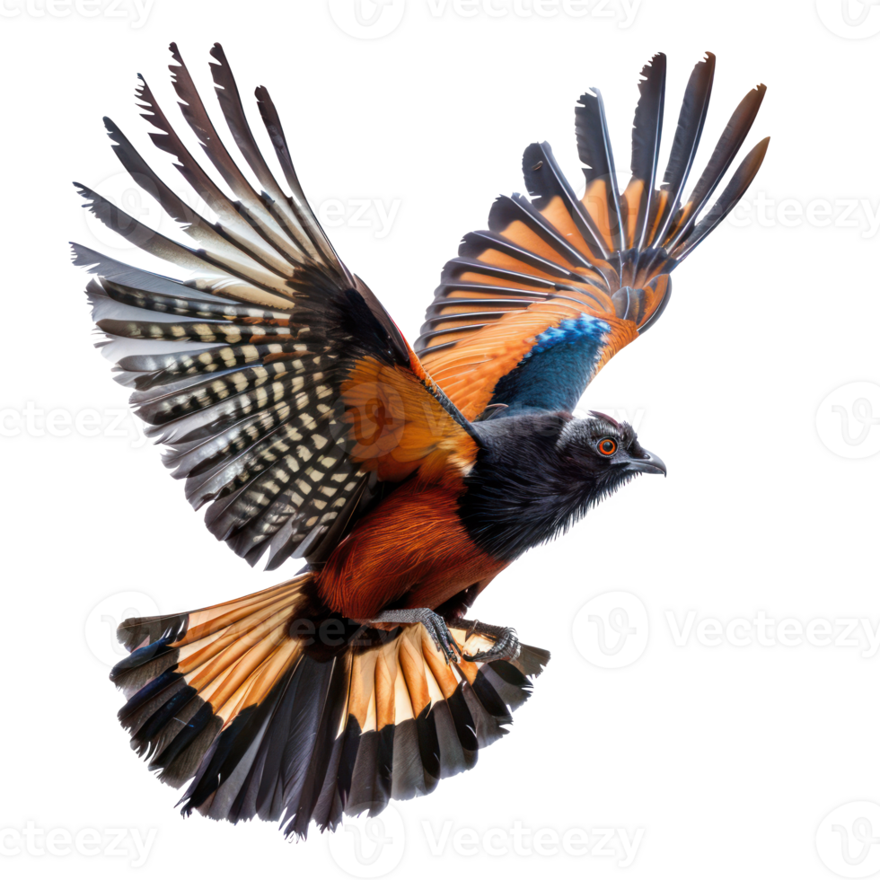Greater coucal bird fly full body isolate on white background png