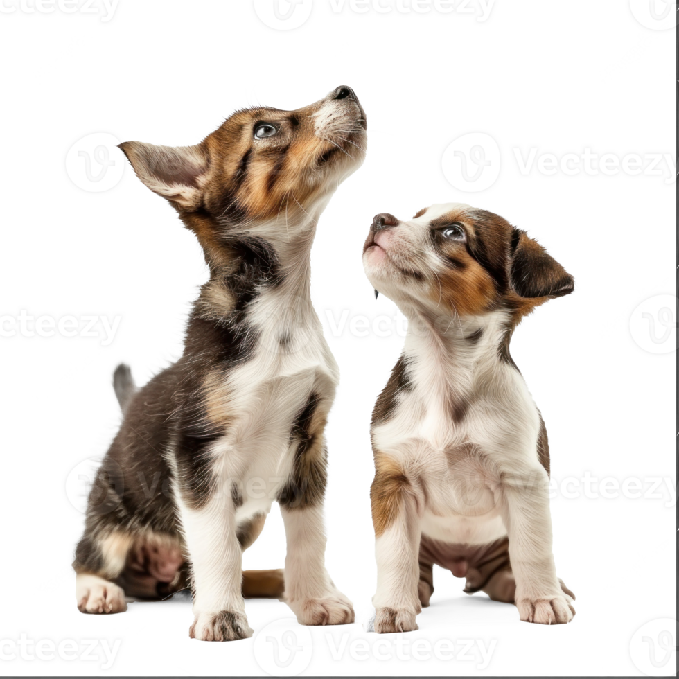 Curious Kitten and Puppy standing looking up same direction isolate on white background, png