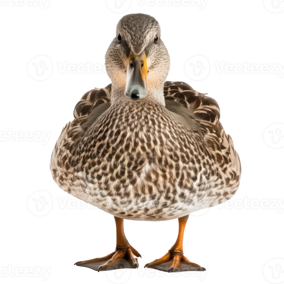 a duck standing on a transparent background png