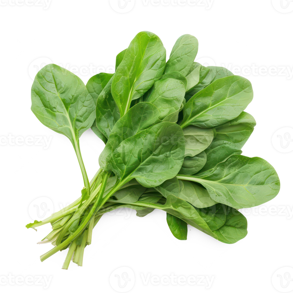 spinach leaf on transparent background png