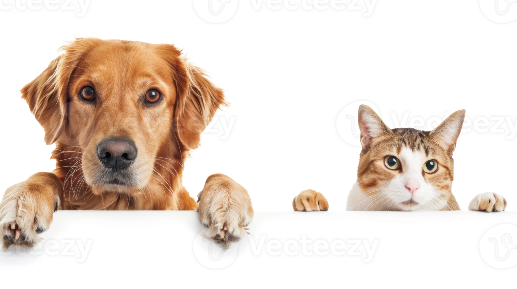 Dog and cat peeking over a blank white board isolate on white background png