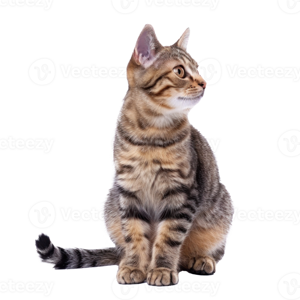 cat full body isolate on white background png
