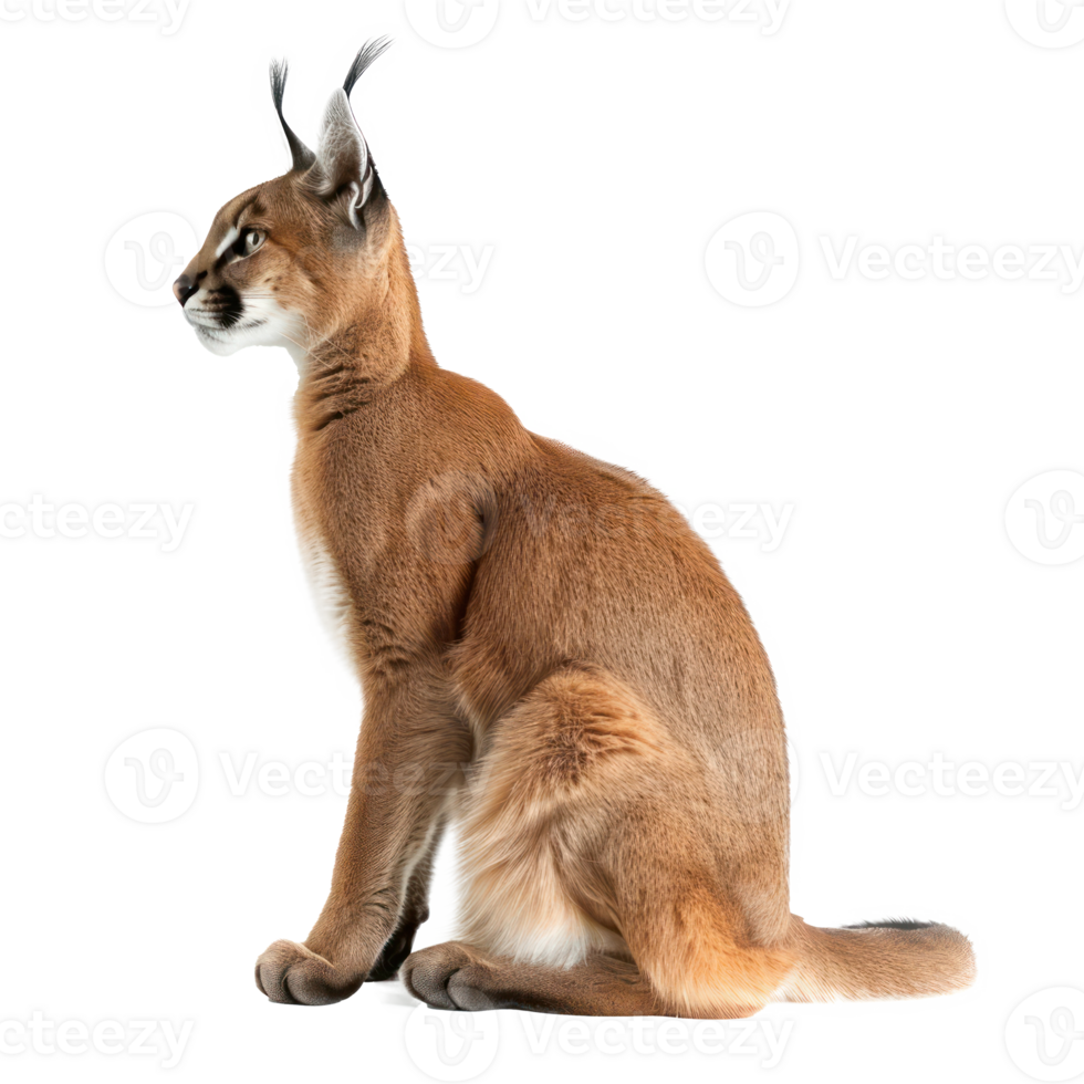 caracal sitting isolate on a transparent background png
