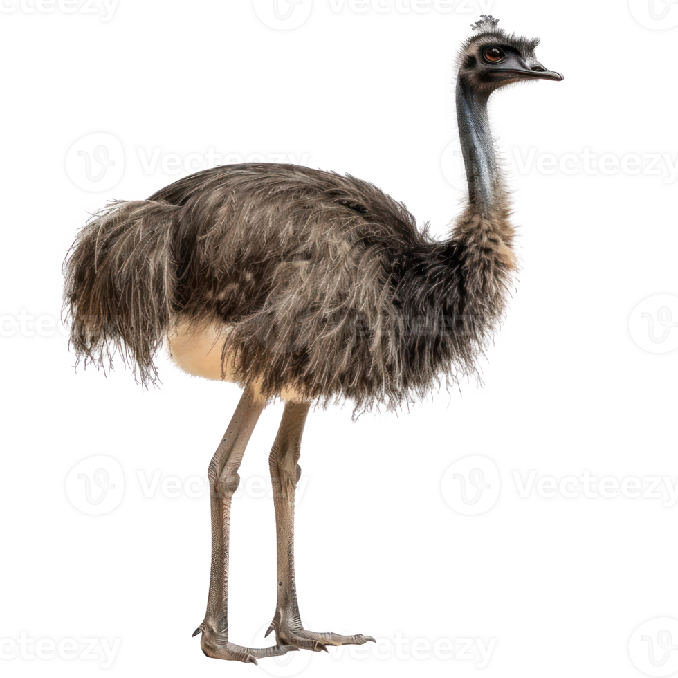 Emu full body isolate on white background, png